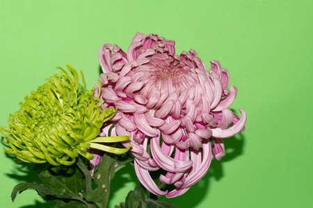 chrysanthemum very pretty colorful autumn garden flower close upの写真素材