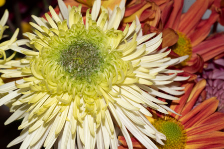 chrysanthemum very pretty colorful autumn  garden flowerの写真素材