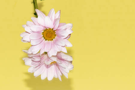 chrysanthemum very beautiful colored autumn garden flower close upの写真素材
