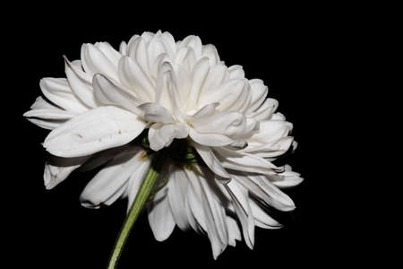 chrysanthemum very nice white autumn garden flower close upの写真素材