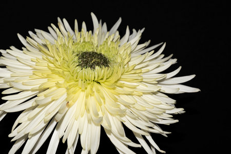 chrysanthemum very nice white autumn garden flower close upの写真素材