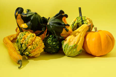 decorative pumpkins very nice colorful plant close up