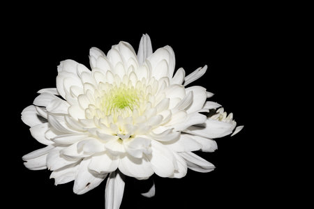 chrysanthemum very nice white autumn garden flower close upの写真素材