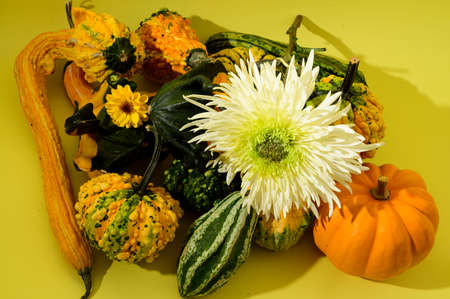 decorative pumpkins with colored autumn chrysanthemum close up