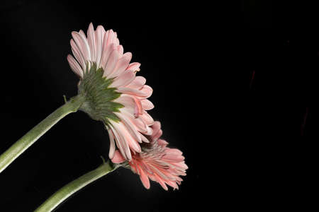 gerber very nice colroful flower from behind  close upの写真素材