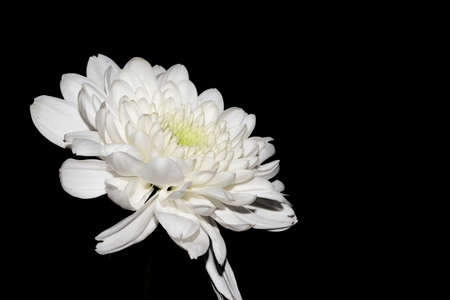 chrysanthemum very nice white autumn garden flower close upの写真素材