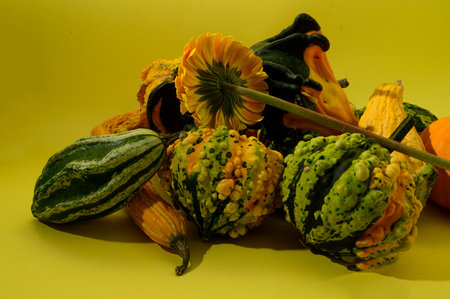decorative pumpkins with colored chrysanthemum close upの写真素材