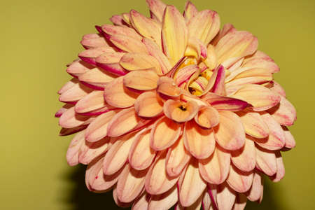 dahlia very nice colored garden flower close upの写真素材