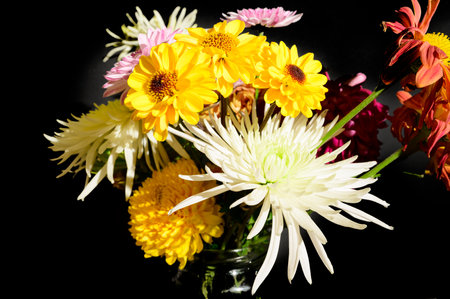 chrysanthemum very beautiful multicolored autumn garden flowerの写真素材