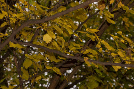 multicolored tree close up in the nature