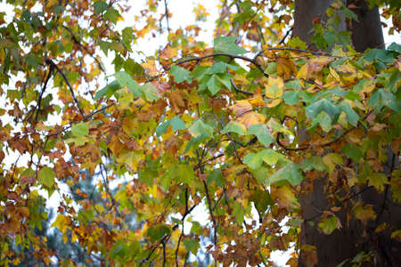 multicolored tree in nature close up in the sunshine