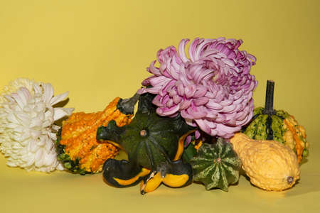 decorative colorful pumpkins and many colorful chrysanthemum close upの写真素材