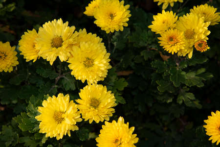 chrysanthemum very nice colorful little autumn garden flower