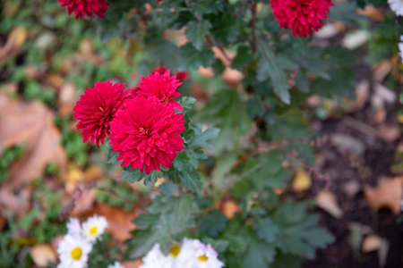 chrysanthemum very nice colorful little autumn garden flower