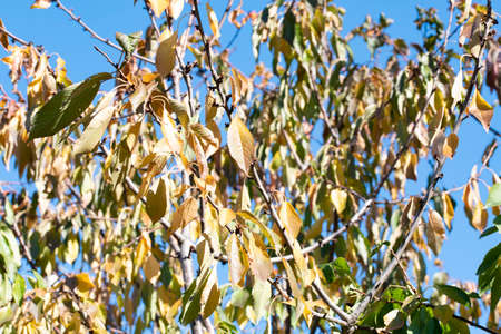 sunbeam among the foliage of the tree in nature