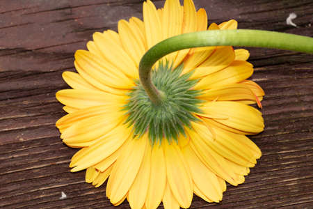gerber colorful pretty garden flower close upの写真素材