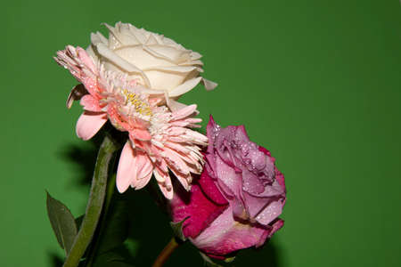 gerber and rose flower close up very nice colorful flower bouquet