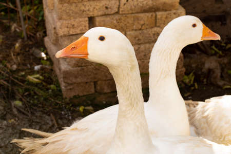 geese very nice withe bird in the yard close up