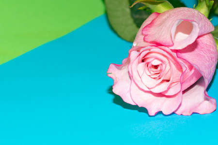 rose very pretty colorful flower close upの写真素材