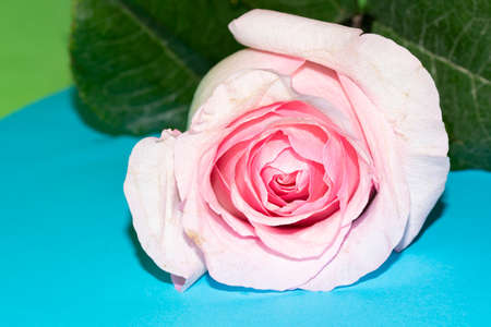 rose very nice colorful opened garden flower close upの写真素材