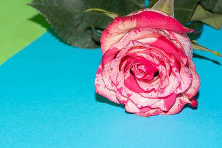rose very nice colorful opened garden flower close upの写真素材