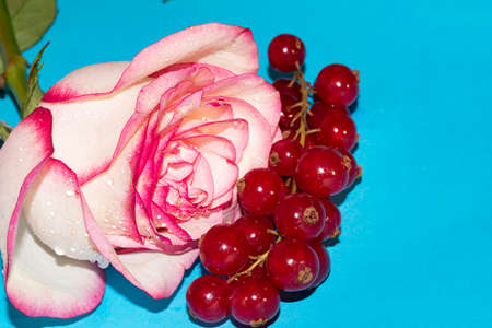 fruit and rose flower combination close up and colorful backgroundの写真素材