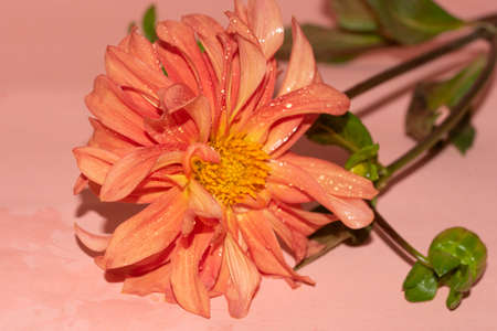 dahlia very nice colorful garden flower close upの写真素材