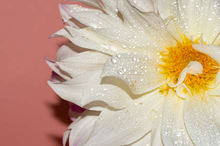 dahlia very nice colorful garden autumn flower close up