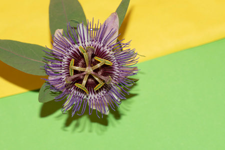 passiflora very beautiful color flower close up and color backgroundの写真素材