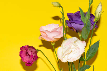 lisianthus very nice colorful opened flower close upの写真素材