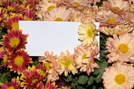 chrisanthemum very nice colorful autumn flower close upの写真素材