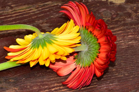 gerbera very nice colorful flower close upの写真素材