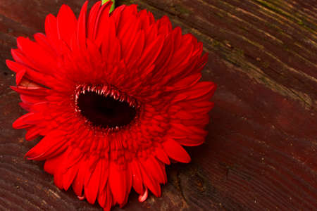 gerbera flower close up very pretty colorful blossom close upの写真素材