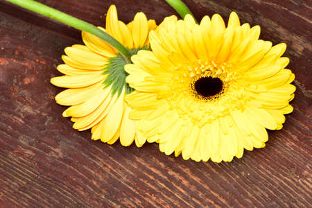 gerbera very nice colorful flower close upの写真素材