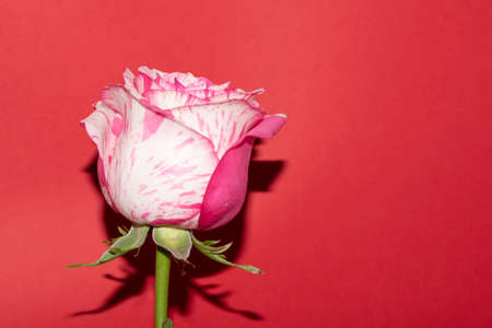 rose very pretty colorful flower close up and color backgroundの写真素材