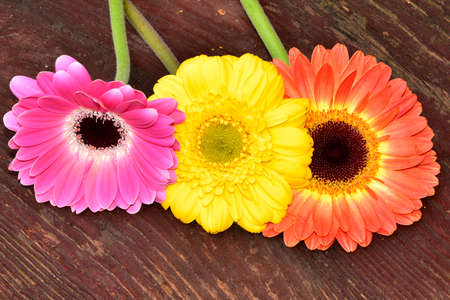 gerbera very nice colorful flower close upの写真素材