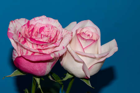 two rose colorful flower close up and blue backgroundの写真素材