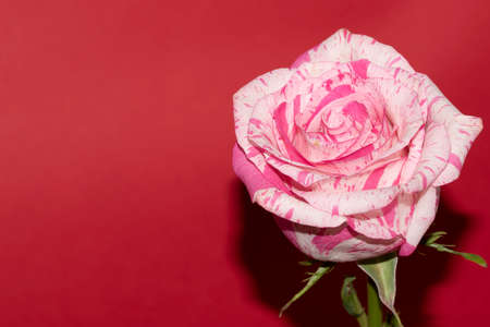 rose very nice colorful flower and colored backgroundの写真素材