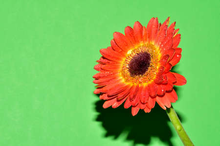 garden colorful flower close up very nice blossomの写真素材