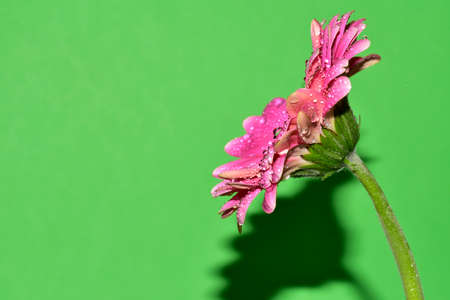 gerbera very nice colorful flower close up and water drops on a plantの写真素材
