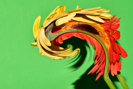 abstract photo close up