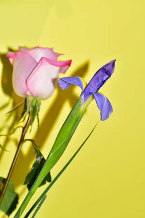 iris and rose very pretty colorful flower close upの写真素材