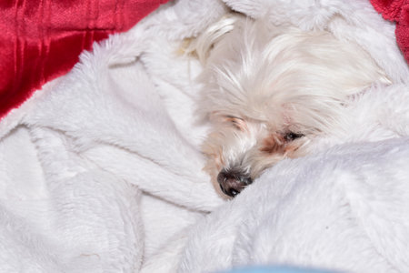 small white dog close upの写真素材