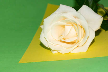 flower very nice colorful flower close upの写真素材