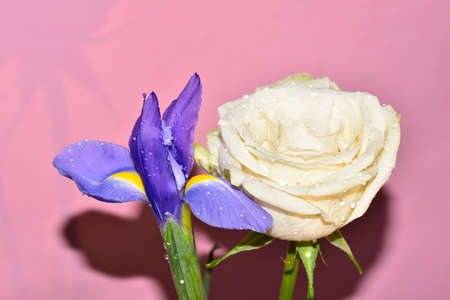iris and very beautiful colorful rose flower combination close up