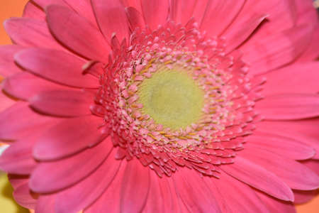 gerbera very nice colorful flower and color backgroundの写真素材