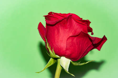 rose very beautiful flower close upの写真素材