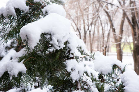 a little snowy picture in my garden in winterの写真素材