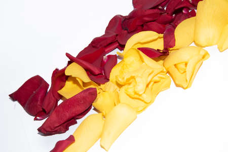 yellow and red colorful nice rose petals close upの写真素材