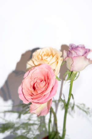 roses colorful pretty flower bouquet in the vaseの写真素材